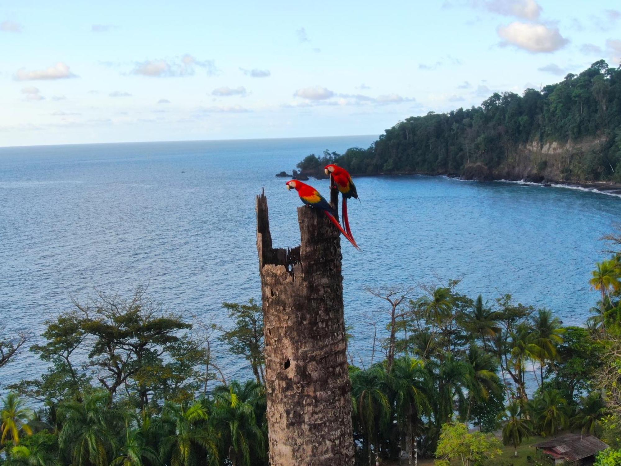 Corcovado Wilderness Lodge By Scp San Pedrillo Bagian luar foto